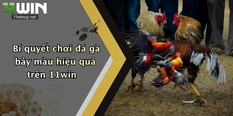 Bí quyết chơi đá gà bảy màu hiệu quả trên 11win