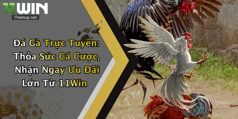 Đá Gà Trực Tuyến: Thỏa Sức Cá Cược, Nhận Ngay Ưu Đãi Lớn Từ 11Win