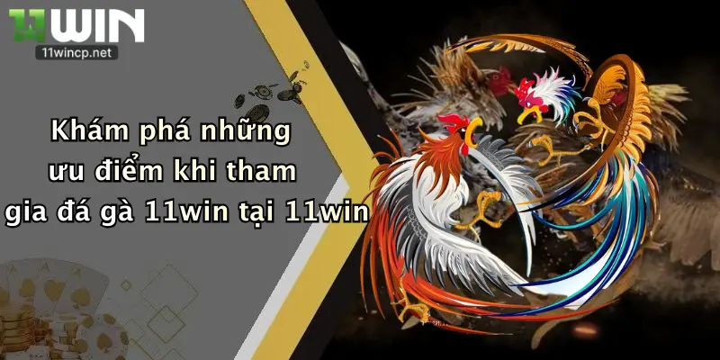 Khám phá những ưu điểm khi tham gia đá gà 11win tại 11win